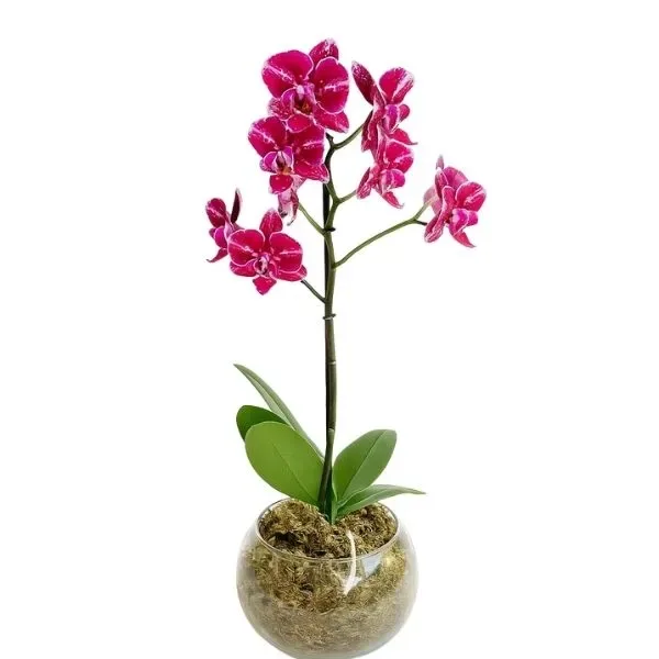 Mini Orquídea Rosa No Cachepô