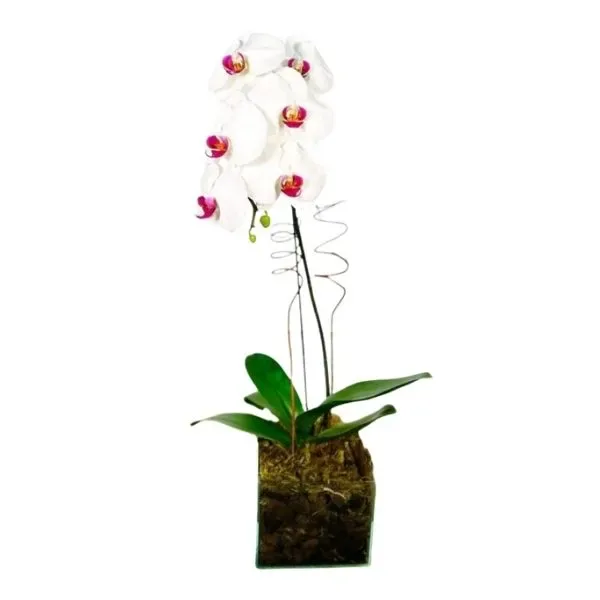 Orquídea Branca Cascata No Cachepô