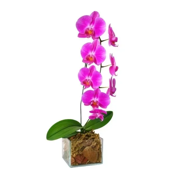 Orquídea Rosa Cascata No Cachepô
