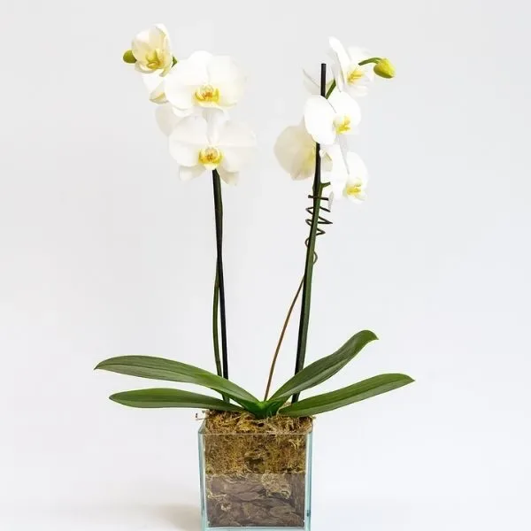 Orquídea Duas Hastes Branca No Cachepô